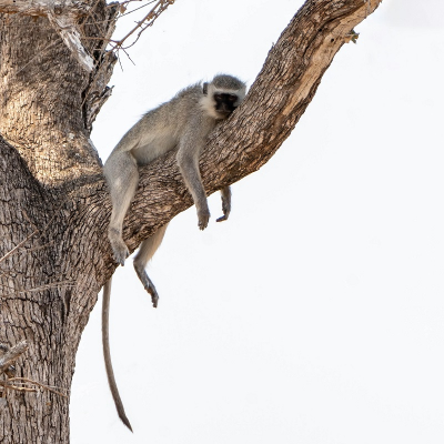 <i class='fa fa-user'></i>&nbsp;harrie69&nbsp;|  Blauwaap&nbsp; <i class='fa fa-eye'>&nbsp;90</i> &nbsp;<i class='fa fa-thumbs-up'>&nbsp;3</i> &nbsp; <i class='fa fa-comment-o'>&nbsp;4</i>