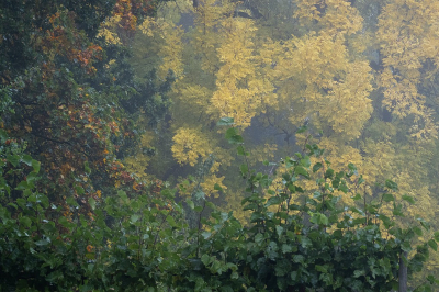 <i class='fa fa-user'></i>&nbsp;Tim Oord&nbsp;|  Herfstbladeren&nbsp; <i class='fa fa-eye'>&nbsp;67</i> &nbsp; <i class='fa fa-comment-o'>&nbsp;1</i>