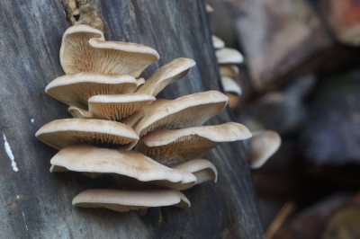 <i class='fa fa-user'></i>&nbsp;Jelle Bakker&nbsp;|  Ongesteelde Krulzoom&nbsp; <i class='fa fa-eye'>&nbsp;59</i> &nbsp; <i class='fa fa-comment-o'>&nbsp;2</i>