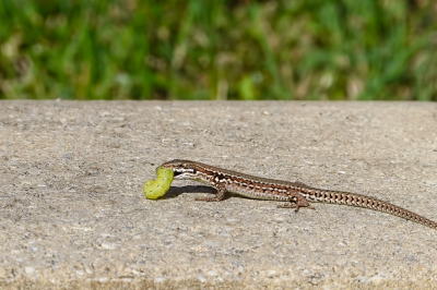 Prachtige dag vandaag. Op het zwembadmuurtje zag ik een muurhagedis nogal vreemd tekeer gaan. Het bleek dat hij nogal moeite had met het verorberen van deze in verhouding grote prooi. Wie weet wat het is mag het zeggen. Het leek mij een rups.Uiteindelijk verdween hij ermee in het gras dus de afloop heb ik niet kunnen waarnemen.