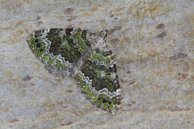 <i class='fa fa-user'></i>&nbsp;Robert Rodenburg&nbsp;|  Groene Bergspanner&nbsp; <i class='fa fa-eye'>&nbsp;86</i> &nbsp;<i class='fa fa-thumbs-up'>&nbsp;8</i> &nbsp; <i class='fa fa-comment-o'>&nbsp;10</i>