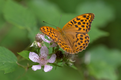 <i class='fa fa-user'></i>&nbsp;Willem Verhagen&nbsp;|  Keizersmantel&nbsp; <i class='fa fa-eye'>&nbsp;71</i> &nbsp;<i class='fa fa-thumbs-up'>&nbsp;1</i> &nbsp; <i class='fa fa-comment-o'>&nbsp;1</i>