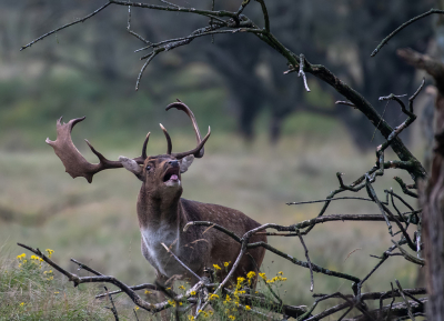 <i class='fa fa-user'></i>&nbsp;Eef Kieft&nbsp;|  Damhert&nbsp; <i class='fa fa-eye'>&nbsp;89</i> &nbsp;<i class='fa fa-thumbs-up'>&nbsp;1</i> &nbsp; <i class='fa fa-comment-o'>&nbsp;6</i>