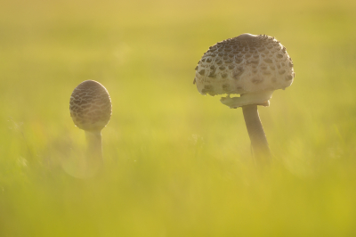 <i class='fa fa-user'></i>&nbsp;Vincent Vuik&nbsp;|  Grote Parasolzwam&nbsp; <i class='fa fa-eye'>&nbsp;67</i> &nbsp;<i class='fa fa-thumbs-up'>&nbsp;2</i> &nbsp; <i class='fa fa-comment-o'>&nbsp;7</i>