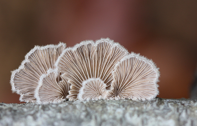 <i class='fa fa-user'></i>&nbsp;Paul Vandebroek&nbsp;|  Waaiertje&nbsp; <i class='fa fa-eye'>&nbsp;86</i> &nbsp;<i class='fa fa-thumbs-up'>&nbsp;10</i> &nbsp; <i class='fa fa-comment-o'>&nbsp;7</i>