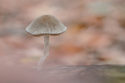 <i class='fa fa-user'></i>&nbsp;Johan van Gurp&nbsp;|  Wollige Franjehoed&nbsp; <i class='fa fa-eye'>&nbsp;71</i> &nbsp;<i class='fa fa-thumbs-up'>&nbsp;5</i> &nbsp; <i class='fa fa-comment-o'>&nbsp;5</i>