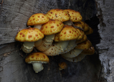 <i class='fa fa-user'></i>&nbsp;Ad Sprang&nbsp;|  Goudvliesbundelzwam&nbsp; <i class='fa fa-eye'>&nbsp;107</i> &nbsp;<i class='fa fa-thumbs-up'>&nbsp;1</i> &nbsp; <i class='fa fa-comment-o'>&nbsp;4</i>