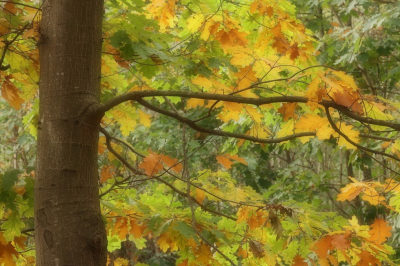 <i class='fa fa-user'></i>&nbsp;Tineke Strijbosch&nbsp;|  Herfstbladeren&nbsp; <i class='fa fa-eye'>&nbsp;65</i> &nbsp; <i class='fa fa-comment-o'>&nbsp;4</i>