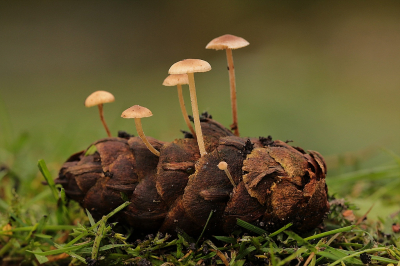 <i class='fa fa-user'></i>&nbsp;frbeuming&nbsp;|  Muizenstaartzwam&nbsp; <i class='fa fa-eye'>&nbsp;85</i> &nbsp;<i class='fa fa-thumbs-up'>&nbsp;3</i> &nbsp; <i class='fa fa-comment-o'>&nbsp;5</i>