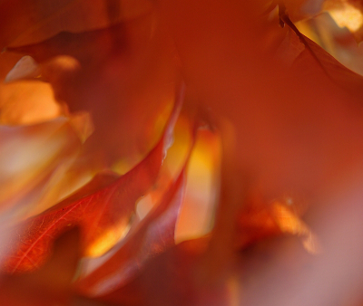 <i class='fa fa-user'></i>&nbsp;Nel R&nbsp;|  Herfstimpressie&nbsp; <i class='fa fa-eye'>&nbsp;102</i> &nbsp;<i class='fa fa-thumbs-up'>&nbsp;3</i> &nbsp; <i class='fa fa-comment-o'>&nbsp;4</i>