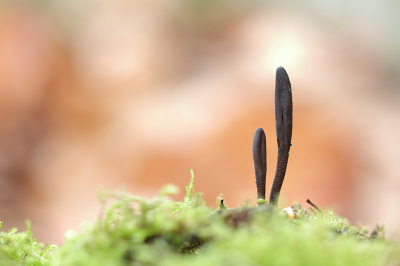 <i class='fa fa-user'></i>&nbsp;Pieter  LJ&nbsp;|  Aardtong sp.&nbsp; <i class='fa fa-eye'>&nbsp;79</i> &nbsp;<i class='fa fa-thumbs-up'>&nbsp;2</i> &nbsp; <i class='fa fa-comment-o'>&nbsp;3</i>