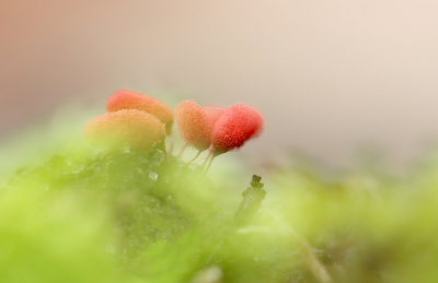 <i class='fa fa-user'></i>&nbsp;Pieter  LJ&nbsp;|  Karmijnrood Netwatje&nbsp; <i class='fa fa-eye'>&nbsp;94</i> &nbsp;<i class='fa fa-thumbs-up'>&nbsp;2</i> &nbsp; <i class='fa fa-comment-o'>&nbsp;3</i>