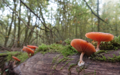 <i class='fa fa-user'></i>&nbsp;nelappelmelk&nbsp;|  Zalmzwam&nbsp; <i class='fa fa-eye'>&nbsp;89</i> &nbsp;<i class='fa fa-thumbs-up'>&nbsp;2</i> &nbsp; <i class='fa fa-comment-o'>&nbsp;4</i>