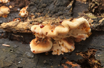 <i class='fa fa-user'></i>&nbsp;Jelle Bakker&nbsp;|  Valse Teervlekkenzwam&nbsp; <i class='fa fa-eye'>&nbsp;55</i> &nbsp;<i class='fa fa-thumbs-up'>&nbsp;1</i> &nbsp; <i class='fa fa-comment-o'>&nbsp;3</i>