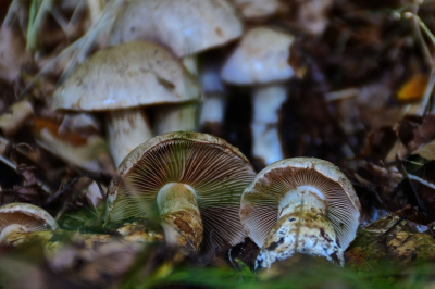 <i class='fa fa-user'></i>&nbsp;hesterb&nbsp;|  Olijfkleurige gordijnzwam&nbsp; <i class='fa fa-eye'>&nbsp;52</i> &nbsp; <i class='fa fa-comment-o'>&nbsp;3</i>