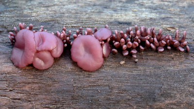 <i class='fa fa-user'></i>&nbsp;Johan van Gurp&nbsp;|  Paarse Knoopzwam&nbsp; <i class='fa fa-eye'>&nbsp;79</i> &nbsp;<i class='fa fa-thumbs-up'>&nbsp;6</i> &nbsp; <i class='fa fa-comment-o'>&nbsp;3</i>