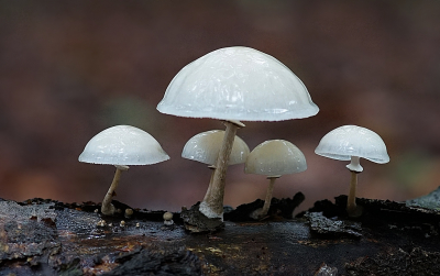 <i class='fa fa-user'></i>&nbsp;Ben Aalders&nbsp;|  Porseleinzwam&nbsp; <i class='fa fa-eye'>&nbsp;86</i> &nbsp;<i class='fa fa-thumbs-up'>&nbsp;6</i> &nbsp; <i class='fa fa-comment-o'>&nbsp;5</i>