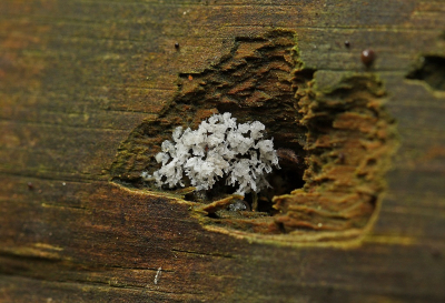 <i class='fa fa-user'></i>&nbsp;Cor&nbsp;|  Gewoon IJsvingertje&nbsp; <i class='fa fa-eye'>&nbsp;96</i> &nbsp;<i class='fa fa-thumbs-up'>&nbsp;5</i> &nbsp; <i class='fa fa-comment-o'>&nbsp;7</i>