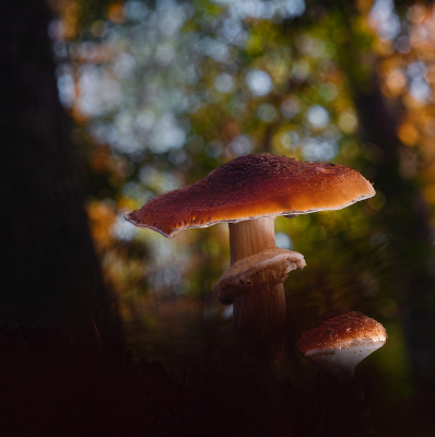 <i class='fa fa-user'></i>&nbsp;janvangastel&nbsp;|  Sombere Honingzwam&nbsp; <i class='fa fa-eye'>&nbsp;87</i> &nbsp;<i class='fa fa-thumbs-up'>&nbsp;4</i> &nbsp; <i class='fa fa-comment-o'>&nbsp;5</i>