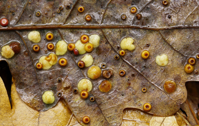 <i class='fa fa-user'></i>&nbsp;Nel R&nbsp;|  Satijnen Knoopjesgalwesp&nbsp; <i class='fa fa-eye'>&nbsp;82</i> &nbsp;<i class='fa fa-thumbs-up'>&nbsp;4</i> &nbsp; <i class='fa fa-comment-o'>&nbsp;6</i>