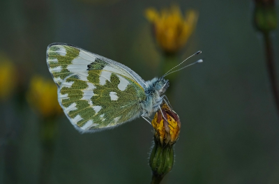 <i class='fa fa-user'></i>&nbsp;David Ruijs&nbsp;|  Oostelijk Resedawitje&nbsp; <i class='fa fa-eye'>&nbsp;100</i> &nbsp;<i class='fa fa-thumbs-up'>&nbsp;1</i> &nbsp; <i class='fa fa-comment-o'>&nbsp;7</i>