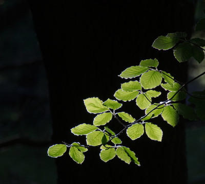 <i class='fa fa-user'></i>&nbsp;Eef Kieft&nbsp;|  Beuk&nbsp; <i class='fa fa-eye'>&nbsp;70</i> &nbsp; <i class='fa fa-comment-o'>&nbsp;3</i>