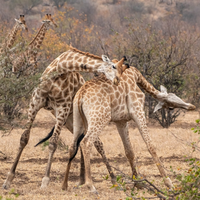 <i class='fa fa-user'></i>&nbsp;harrie69&nbsp;|  Giraffe&nbsp; <i class='fa fa-eye'>&nbsp;85</i> &nbsp;<i class='fa fa-thumbs-up'>&nbsp;3</i> &nbsp; <i class='fa fa-comment-o'>&nbsp;3</i>