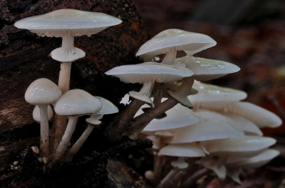 <i class='fa fa-user'></i>&nbsp;hesterb&nbsp;|  Porseleinzwam&nbsp; <i class='fa fa-eye'>&nbsp;71</i> &nbsp; <i class='fa fa-comment-o'>&nbsp;4</i>