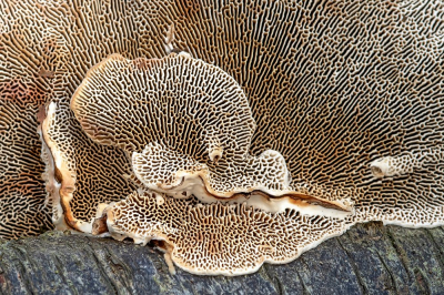 <i class='fa fa-user'></i>&nbsp;Johan van Gurp&nbsp;|  Roodporiehoutzwam&nbsp; <i class='fa fa-eye'>&nbsp;88</i> &nbsp;<i class='fa fa-thumbs-up'>&nbsp;3</i> &nbsp; <i class='fa fa-comment-o'>&nbsp;4</i>