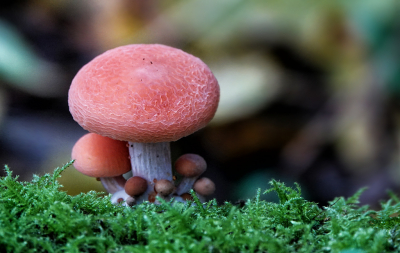 <i class='fa fa-user'></i>&nbsp;nelappelmelk&nbsp;|  Zalmzwam&nbsp; <i class='fa fa-eye'>&nbsp;94</i> &nbsp;<i class='fa fa-thumbs-up'>&nbsp;5</i> &nbsp; <i class='fa fa-comment-o'>&nbsp;8</i>