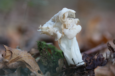 <i class='fa fa-user'></i>&nbsp;Paul Vandebroek&nbsp;|  Witte Kluifzwam&nbsp; <i class='fa fa-eye'>&nbsp;68</i> &nbsp;<i class='fa fa-thumbs-up'>&nbsp;1</i> &nbsp; <i class='fa fa-comment-o'>&nbsp;4</i>