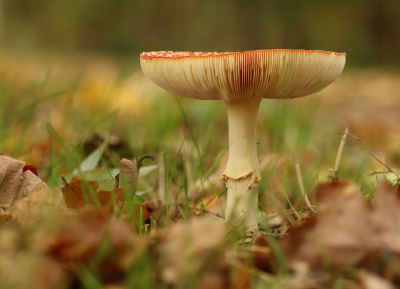 <i class='fa fa-user'></i>&nbsp;Tineke Strijbosch&nbsp;|  Vliegenzwam&nbsp; <i class='fa fa-eye'>&nbsp;77</i> &nbsp;<i class='fa fa-thumbs-up'>&nbsp;2</i> &nbsp; <i class='fa fa-comment-o'>&nbsp;9</i>