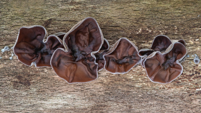 <i class='fa fa-user'></i>&nbsp;Johan van Gurp&nbsp;|  Echt Judasoor&nbsp; <i class='fa fa-eye'>&nbsp;74</i> &nbsp;<i class='fa fa-thumbs-up'>&nbsp;3</i> &nbsp; <i class='fa fa-comment-o'>&nbsp;2</i>