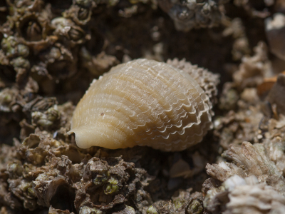 <i class='fa fa-user'></i>&nbsp;susan meijnders&nbsp;|  Purperslak&nbsp; <i class='fa fa-eye'>&nbsp;44</i> &nbsp; <i class='fa fa-comment-o'>&nbsp;6</i>