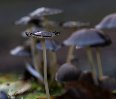 <i class='fa fa-user'></i>&nbsp;David&nbsp;|  Gewone Glimmerinktzwam&nbsp; <i class='fa fa-eye'>&nbsp;65</i> &nbsp; <i class='fa fa-comment-o'>&nbsp;2</i>