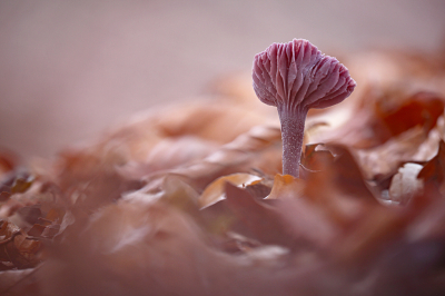 <i class='fa fa-user'></i>&nbsp;Pieter  LJ&nbsp;|  Amethistzwam&nbsp; <i class='fa fa-eye'>&nbsp;65</i> &nbsp;<i class='fa fa-thumbs-up'>&nbsp;2</i> &nbsp; <i class='fa fa-comment-o'>&nbsp;3</i>