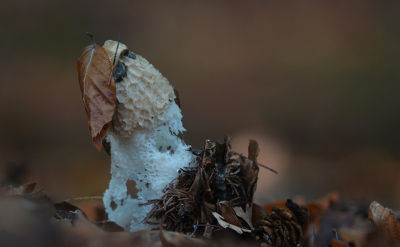 <i class='fa fa-user'></i>&nbsp;nelappelmelk&nbsp;|  Grote Stinkzwam&nbsp; <i class='fa fa-eye'>&nbsp;63</i> &nbsp; <i class='fa fa-comment-o'>&nbsp;1</i>