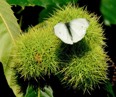 <i class='fa fa-user'></i>&nbsp;JohnSaxofoon&nbsp;|  Klein Koolwitje&nbsp; <i class='fa fa-eye'>&nbsp;56</i> &nbsp; <i class='fa fa-comment-o'>&nbsp;2</i>