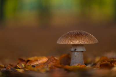 <i class='fa fa-user'></i>&nbsp;Niels72&nbsp;|  Parelamaniet&nbsp; <i class='fa fa-eye'>&nbsp;79</i> &nbsp;<i class='fa fa-thumbs-up'>&nbsp;2</i> &nbsp; <i class='fa fa-comment-o'>&nbsp;5</i>