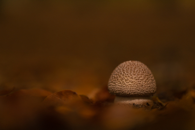 Op statief vastgelegd de blaadjes rond de paddenstoel wat beter neergelegd voor een mooi beeld. Led lamp gebruikt