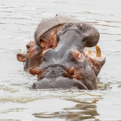 <i class='fa fa-user'></i>&nbsp;harrie69&nbsp;|  Nijlpaard&nbsp; <i class='fa fa-eye'>&nbsp;67</i> &nbsp;<i class='fa fa-thumbs-up'>&nbsp;2</i> &nbsp; <i class='fa fa-comment-o'>&nbsp;2</i>