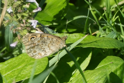 <i class='fa fa-user'></i>&nbsp;David Ruijs&nbsp;|  Argusvlinder&nbsp; <i class='fa fa-eye'>&nbsp;48</i> &nbsp; <i class='fa fa-comment-o'>&nbsp;1</i>