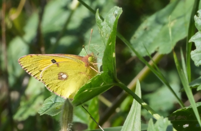 <i class='fa fa-user'></i>&nbsp;David Ruijs&nbsp;|  Oranje Luzernevlinder&nbsp; <i class='fa fa-eye'>&nbsp;40</i> &nbsp; <i class='fa fa-comment-o'>&nbsp;0</i>