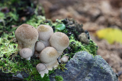 <i class='fa fa-user'></i>&nbsp;Paul Vandebroek&nbsp;|  Parelstuifzwam&nbsp; <i class='fa fa-eye'>&nbsp;48</i> &nbsp; <i class='fa fa-comment-o'>&nbsp;2</i>