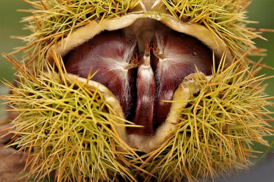 <i class='fa fa-user'></i>&nbsp;frbeuming&nbsp;|  Tamme Kastanje&nbsp; <i class='fa fa-eye'>&nbsp;78</i> &nbsp; <i class='fa fa-comment-o'>&nbsp;2</i>