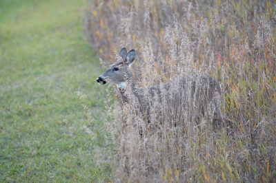 <i class='fa fa-user'></i>&nbsp;Jan Luit&nbsp;|  Witstaarthert&nbsp; <i class='fa fa-eye'>&nbsp;82</i> &nbsp; <i class='fa fa-comment-o'>&nbsp;0</i>