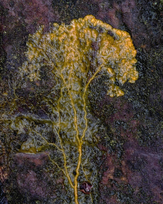 <i class='fa fa-user'></i>&nbsp;Johan van Gurp&nbsp;|  Slijmzwam sp.&nbsp; <i class='fa fa-eye'>&nbsp;71</i> &nbsp;<i class='fa fa-thumbs-up'>&nbsp;3</i> &nbsp; <i class='fa fa-comment-o'>&nbsp;6</i>