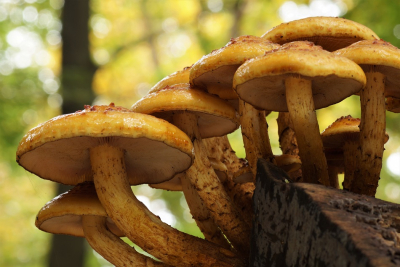 <i class='fa fa-user'></i>&nbsp;Jelle Bakker&nbsp;|  Goudvliesbundelzwam&nbsp; <i class='fa fa-eye'>&nbsp;61</i> &nbsp;<i class='fa fa-thumbs-up'>&nbsp;2</i> &nbsp; <i class='fa fa-comment-o'>&nbsp;1</i>