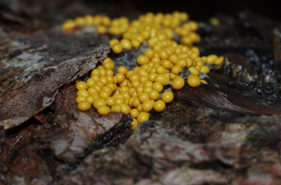 <i class='fa fa-user'></i>&nbsp;tonysettanta&nbsp;|  Glanzend  Druivenpitje&nbsp; <i class='fa fa-eye'>&nbsp;72</i> &nbsp;<i class='fa fa-thumbs-up'>&nbsp;2</i> &nbsp; <i class='fa fa-comment-o'>&nbsp;6</i>