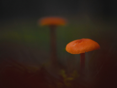 <i class='fa fa-user'></i>&nbsp;janvangastel&nbsp;|  Gewoon Vuurzwammetje&nbsp; <i class='fa fa-eye'>&nbsp;74</i> &nbsp;<i class='fa fa-thumbs-up'>&nbsp;3</i> &nbsp; <i class='fa fa-comment-o'>&nbsp;2</i>